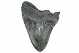 Bargain, Fossil Megalodon Tooth - South Carolina #362443-1